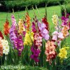 meciky smes Gladiol Mix 1