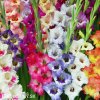 meciky smes Gladiol Mix 5