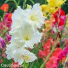 meciky smes Gladiol Mix 8