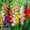 meciky smes Gladiol Mix 0