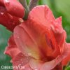 Gladiol Spic and Span 01