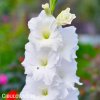 bily mecik Gladiol White Prosperity 2