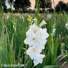 bily mecik Gladiol White Prosperity 6