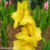 zluty mecik Gladiol Yellowstone 2