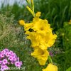 zluty mecik Gladiol Yellowstone 3