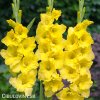 zluty mecik Gladiol Yellowstone 1