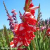 cervenobily mecik gladiolus zizanie 2