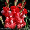 cervenobily mecik gladiolus zizanie 3