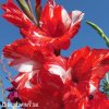 cervenobily mecik gladiolus zizanie 4