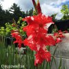 cervenobily mecik gladiolus zizanie 5
