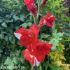 cervenobily mecik gladiolus zizanie 6