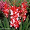 cervenobily mecik gladiolus zizanie 1