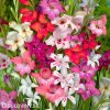 mecik mini smes gladiolus mix 1