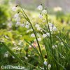 Bledule Leucojum Grevetye giant 6