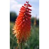 Kniphofia Alcazar 02