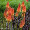 kniphofia mnohokvet alcazar 3