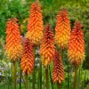 Kniphofia Alcazar 01