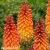 kniphofia mnohokvet alcazar 1