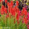 Kniphofia cerveny mnohokvet amazing fun 2
