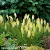 Kniphofia mnohokvět bily ice queen 3