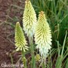 Kniphofia mnohokvět bily ice queen 4