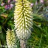 Kniphofia mnohokvět bily ice queen 5