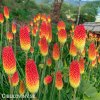 Kniphofia cervenozluty mnohokvet royal 2