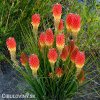 Kniphofia cervenozluty mnohokvet royal 3