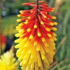 Kniphofia Royal 04