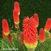 Kniphofia cervenozluty mnohokvet royal 4