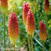 Kniphofia cervenozluty mnohokvet royal 6