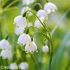 Bledule Leucojum Grevetye giant 1