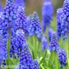 Modřenec Muscari armeniacum 5