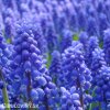 Modřenec Muscari armeniacum 1