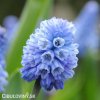 světlý modřenec muscari azureum 3