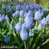 světlý modřenec muscari azureum 4