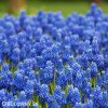 modřenec muscari blue magic 2