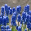 modřenec muscari blue magic 4