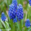 modřenec muscari blue magic 1