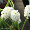 bílý Modřenec Muscari Botryoides Album 6