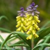 žlutý Modřenec Muscari golden fragrance 2