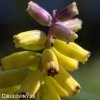 žlutý Modřenec Muscari golden fragrance 5