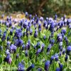 modřenec muscari latifolium 2