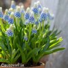 modrenec muscari mountain lady 2