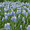 modrenec muscari mountain lady 3