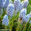 Modřenec Muscari Peppermint 3