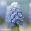 Modřenec Muscari Peppermint 4