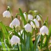 bledule jarni leucojum vernum 1