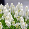 bílý Modřenec Muscari Snowqueen 2