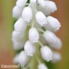 bílý Modřenec Muscari Snowqueen 3